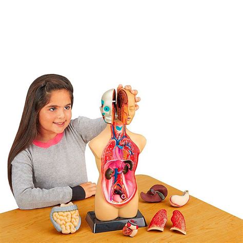Купить Анатомическая модель человека Edu-Toys MK027 сборная, 27 см ...