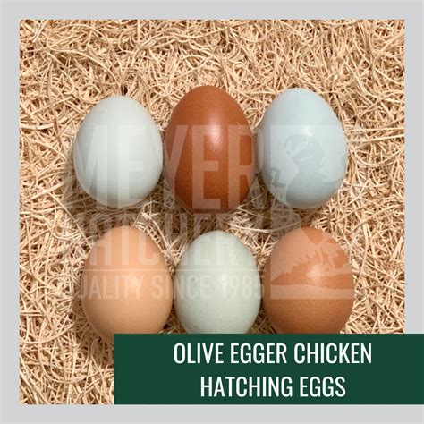 All About Egg Shell Color In Chickens Meyer Hatchery Blog