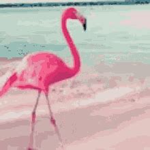 Flamingo GIFs | Tenor