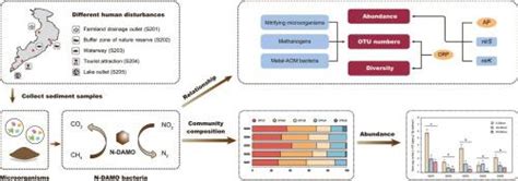 Regulation Of Nitrite Dependent Anaerobic Methane Oxidation Bacteria By Available Phosphorus And