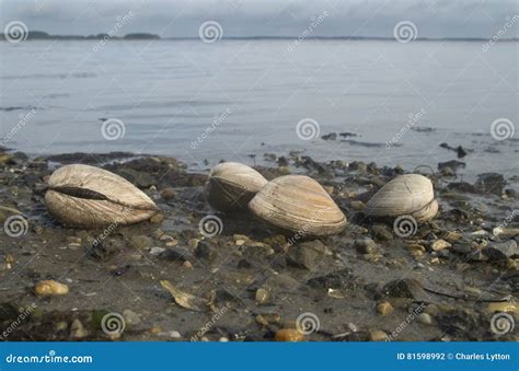 Clams At Low Tide Stock Photo Image Of Delaware Nature 81598992