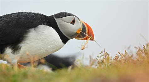 Visiting Puffin Island, Iceland - Isle Keys