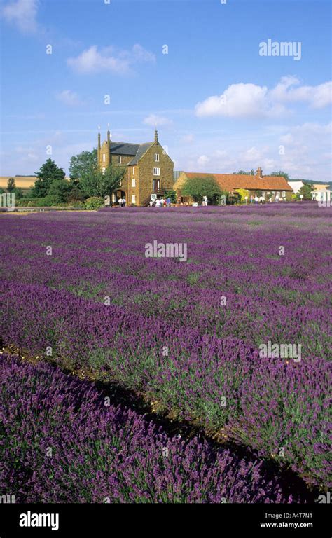 Norfolk Lavender, Caley Mill ,Heacham Stock Photo - Alamy