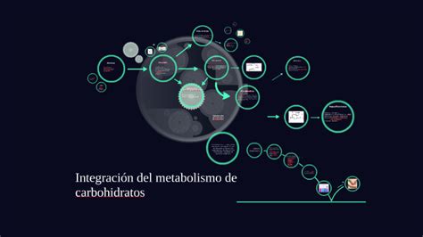 Integración Del Metabolismo De Carbohidratos By Elias Ortega On Prezi