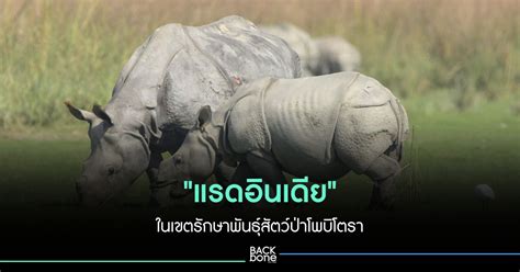 ชมภาพ แรดอนเดย ทามกลางธรรมชาตในอสสม