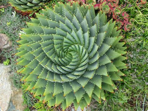 Spiral Aloe (Aloe polyphylla) - URBAN GARDENING IDEAS