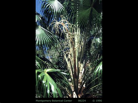 Livistona Australis Palm Id