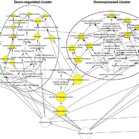 Combined Gene Ontology Biological Process Enrichment Analysis Of Core Download Scientific