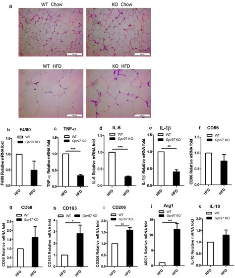 Detection Of Macrophages Polarization In White Adipose Tissue WAT In