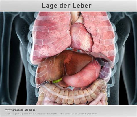 Leber Anatomie Aufbau Und Lage Dr Stephan