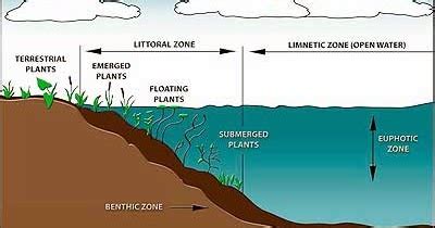 Woods Person: Littoral Zones