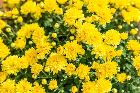 Chrysanthemum Tea: Numerous Benefits To Know About – Tea Backyard