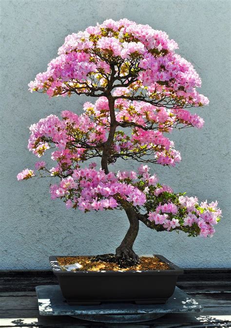 Bonsai Tree Pink of all time Learn more here | earthysai