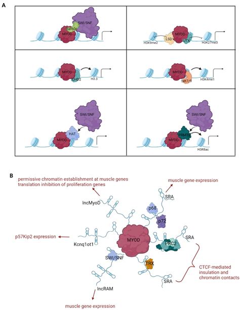 Cells Free Full Text Myod Induced Trans Differentiation A Paradigm