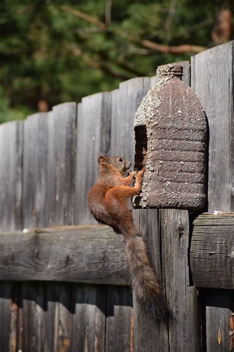 Red Squirrel Eats Nuts From The Feeder On The Fence Stock Photo Image