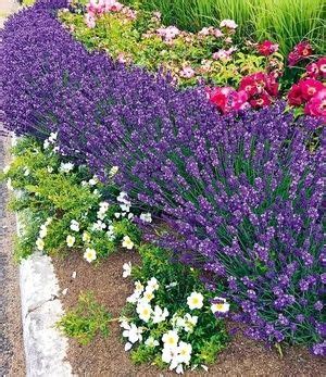 Lavendel Hecke Blau 9 Pflanzen Planten Vaste Planten Lavendel