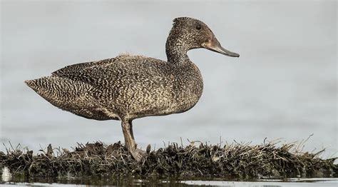 Freckled Duck | The Animal Facts | Appearance, Diet, Habitat, Lifespan