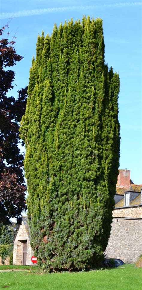 Taxus Baccata Fastigiata Aurea