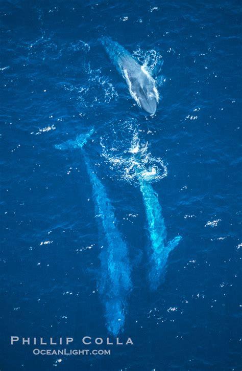 Blue Whale Aerial Photo Balaenoptera Musculus 03354