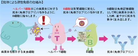 免疫について 一般社団法人日本血液製剤協会