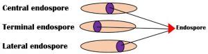 What Is Staining Definition Objectives Mechanism Types Biology