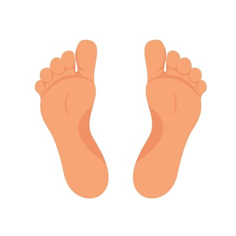 Premium Vector | Left and right foot soles illustration for footwear ...