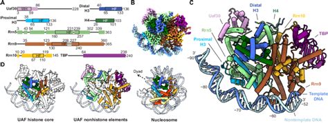 Structure Of Uaf With Tbp And Promoter Dna A Domain Organization Of