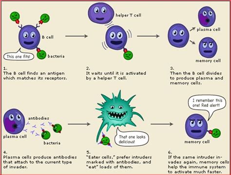 ch40ImmuneSystem