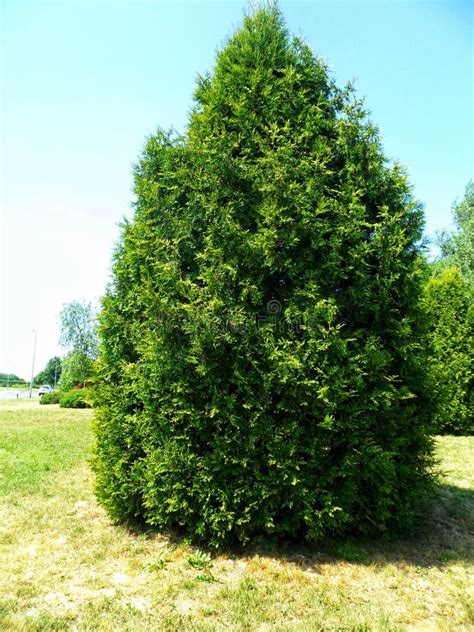 Verdant Arborvitae In Sunlit Park Stock Image Image Of Field Tree