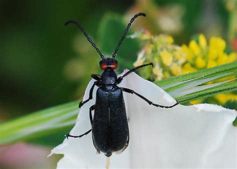 Red Eared Blister Beetle On Bindweed Lytta Auriculata Bugguide Net