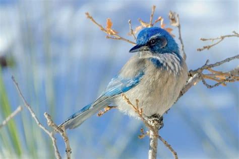 Birds That Look Like Blue Jays Photos Facts Bird Nature