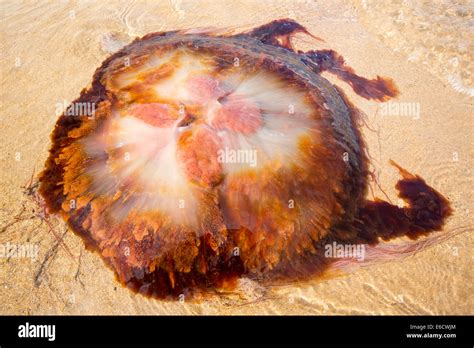 Lions Mane Jellyfish Cyanea Capillata Washed Ashore On A