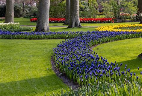 Colorful Flowers In The Keukenhof Garden In Lisse Holland Stock Image