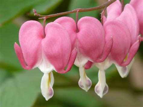 Banco de imagens Flor plantar folha flor pétala botânica Rosa