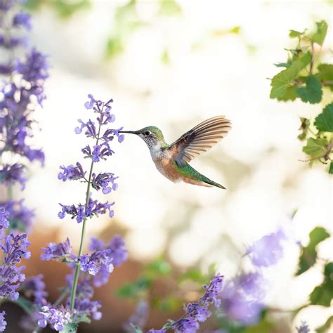 Fragrant Flowers That Attract Hummingbirds - Mbi Garden Plant