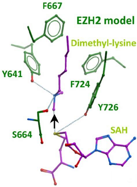 Homology model of the active site of EZH2. The model is based on... | Download Scientific Diagram