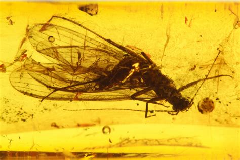 Fossil Stonefly (Plecoptera) in Baltic Amber (#270835) For Sale ...