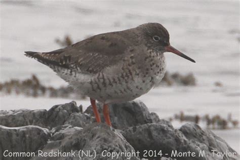 Common Redshank