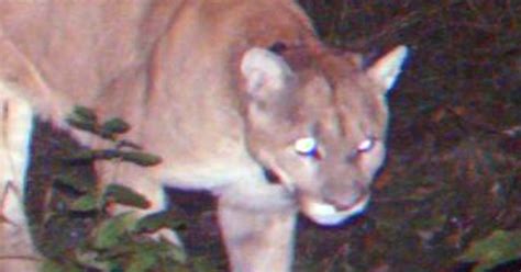 Cougar Verified For First Time In Michigans Lower Peninsula