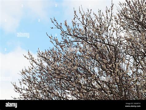 Blooming Wild Apricot In The Garden Spring Flowering Trees