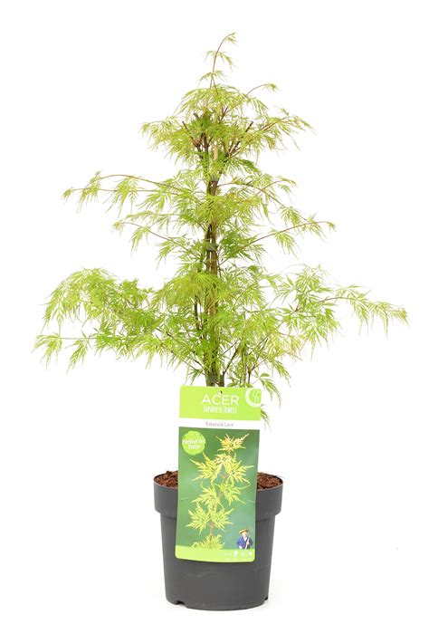 Acer palmatum Emerald Lace Érable du Japon Pot 19cm Hauteur 60