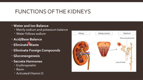 Physiology Exam Renal Flashcards Quizlet