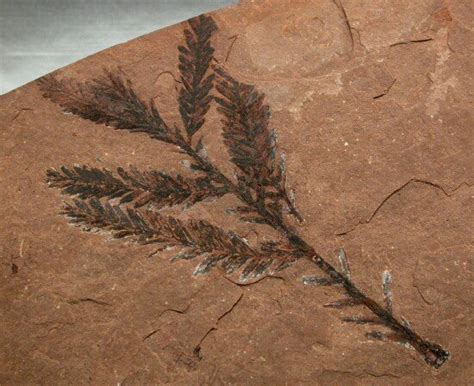 Dawn Redwood Fossil