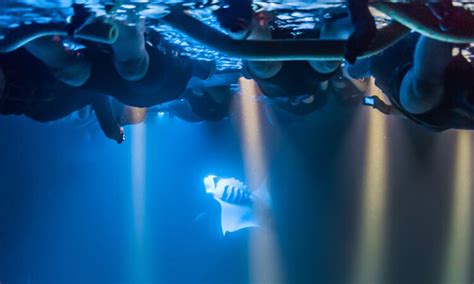 Night Manta Experience at Sea Quest [Book Online] - Hijinks