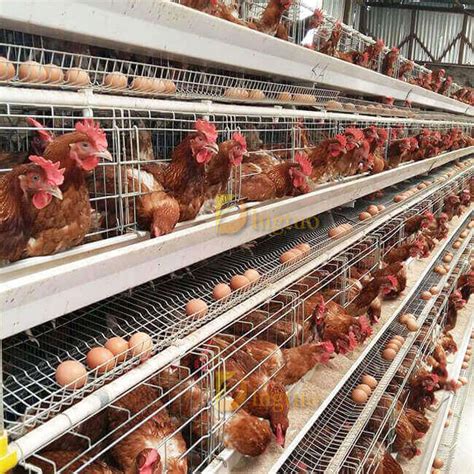 Layer Cages For Sale Poultry Laying Cage System Henan Dingtuo