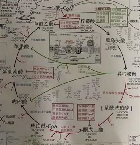 人体碳水、蛋白质、脂肪代谢的供能循环途径：柠檬酸循环tca三羧酸循环 知乎