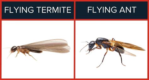 Dealing with Flying Termites: Identification, Prevention, and Control ...