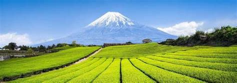 Japanese Tea Farming Technological Innovation – Part 2 - T Ching