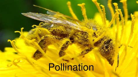 Ppt Pollination Powerpoint Presentation Free Download Id8953714