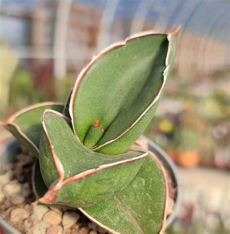 Sansevieria Ehrenbergii Cv Samurai Giromagi Cactus And Succulents